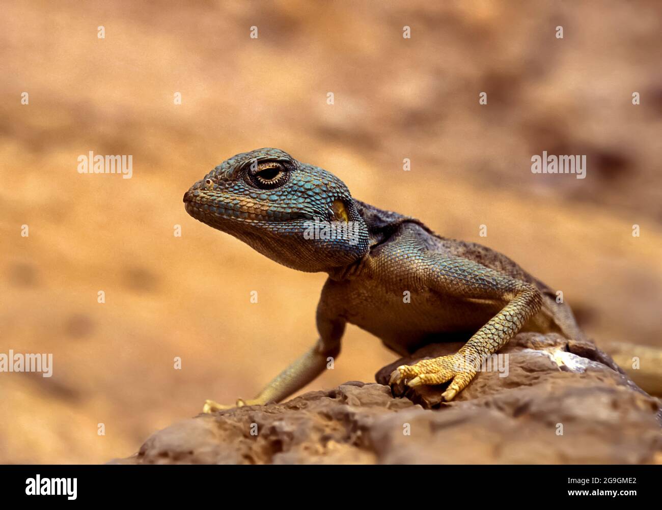 Sinai agama (Pseudotrapelus sinaitus, formerly Agama sinaita) basking on a rock. Photographed in Israel in March Stock Photo