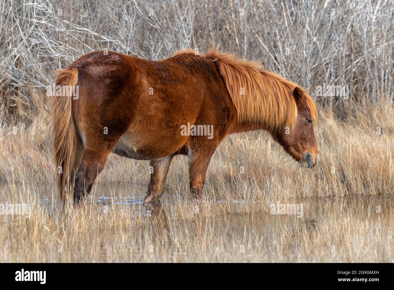 Wild Pony, Assateague National Seashore Stock Photo