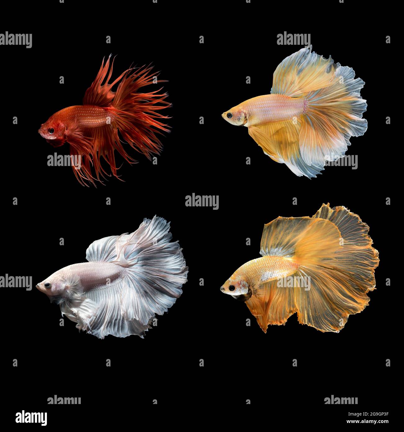 Close up art movement of Betta fish or Siamese fighting fish on black background Stock Photo