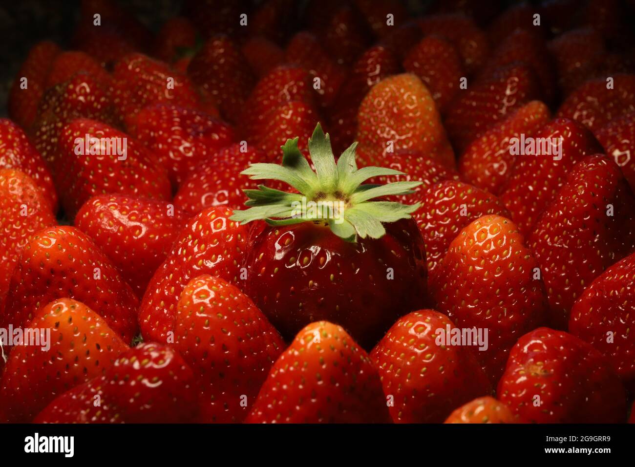Vorhang auf für Erdbeeren (Fragaria): die Sommerfrucht Stock Photo