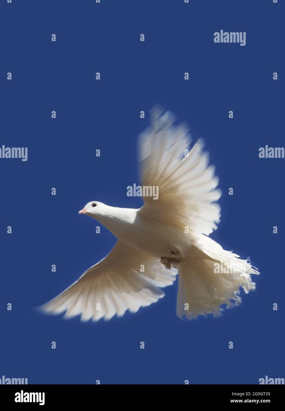 Flying white dove on blue sky background Stock Photo