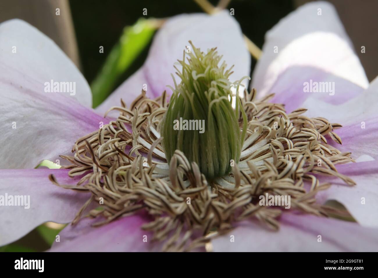 Die Makro-Aufnahme zeigt beeindruckende details der Clematis-Blüte (Klematis, Waldrebe) Stock Photo