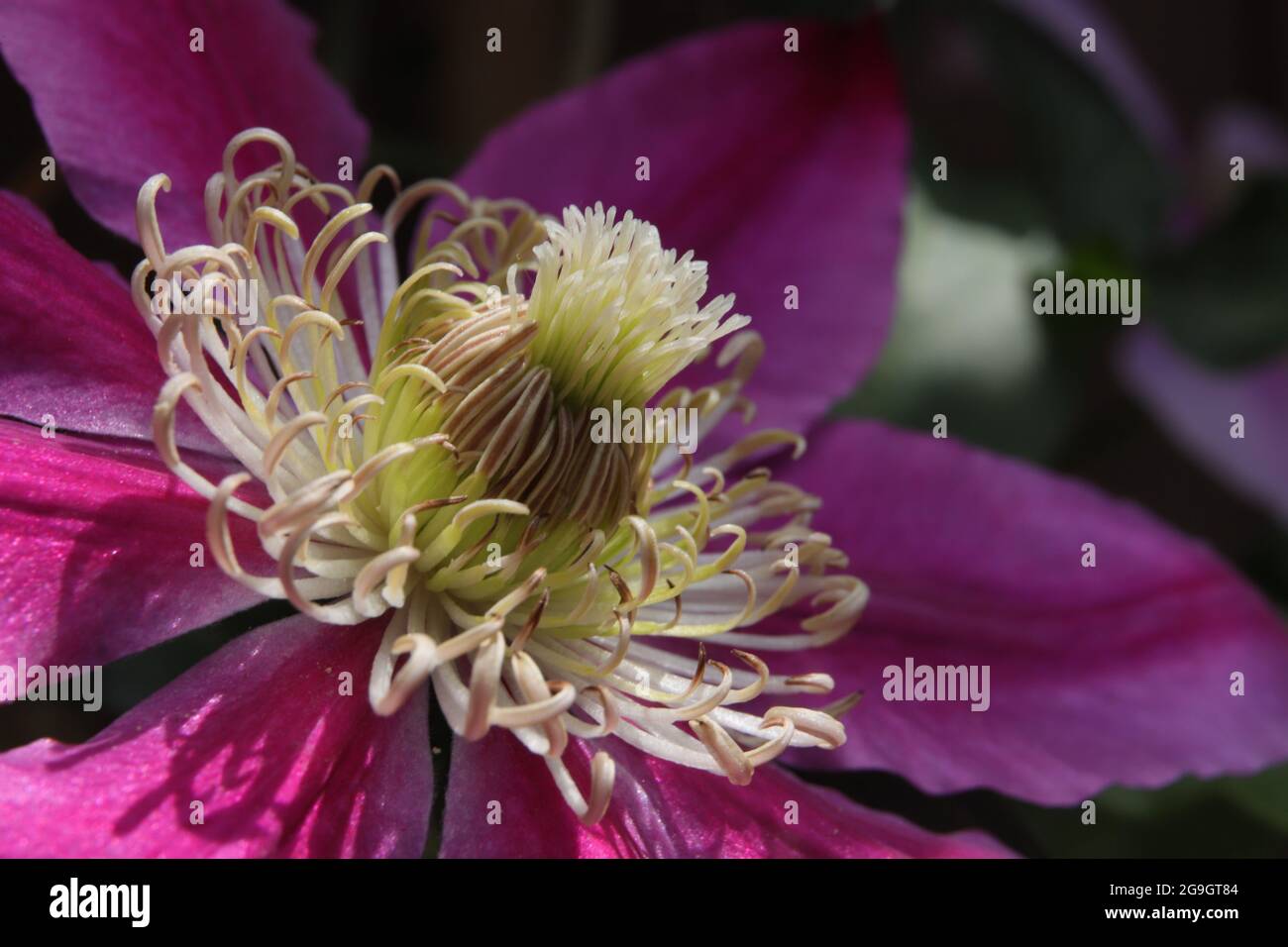 Die Makro-Aufnahme zeigt beeindruckende details der Clematis-Blüte (Klematis, Waldrebe) Stock Photo
