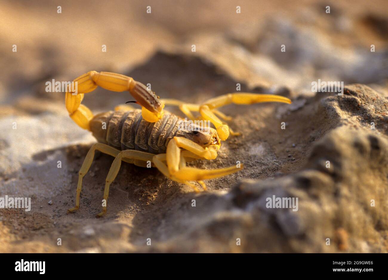 Leiurus hebraeus, the Hebrew deathstalker, is a species of scorpion, a member of the family Buthidae. It is also known as the Israeli yellow scorpion. Stock Photo