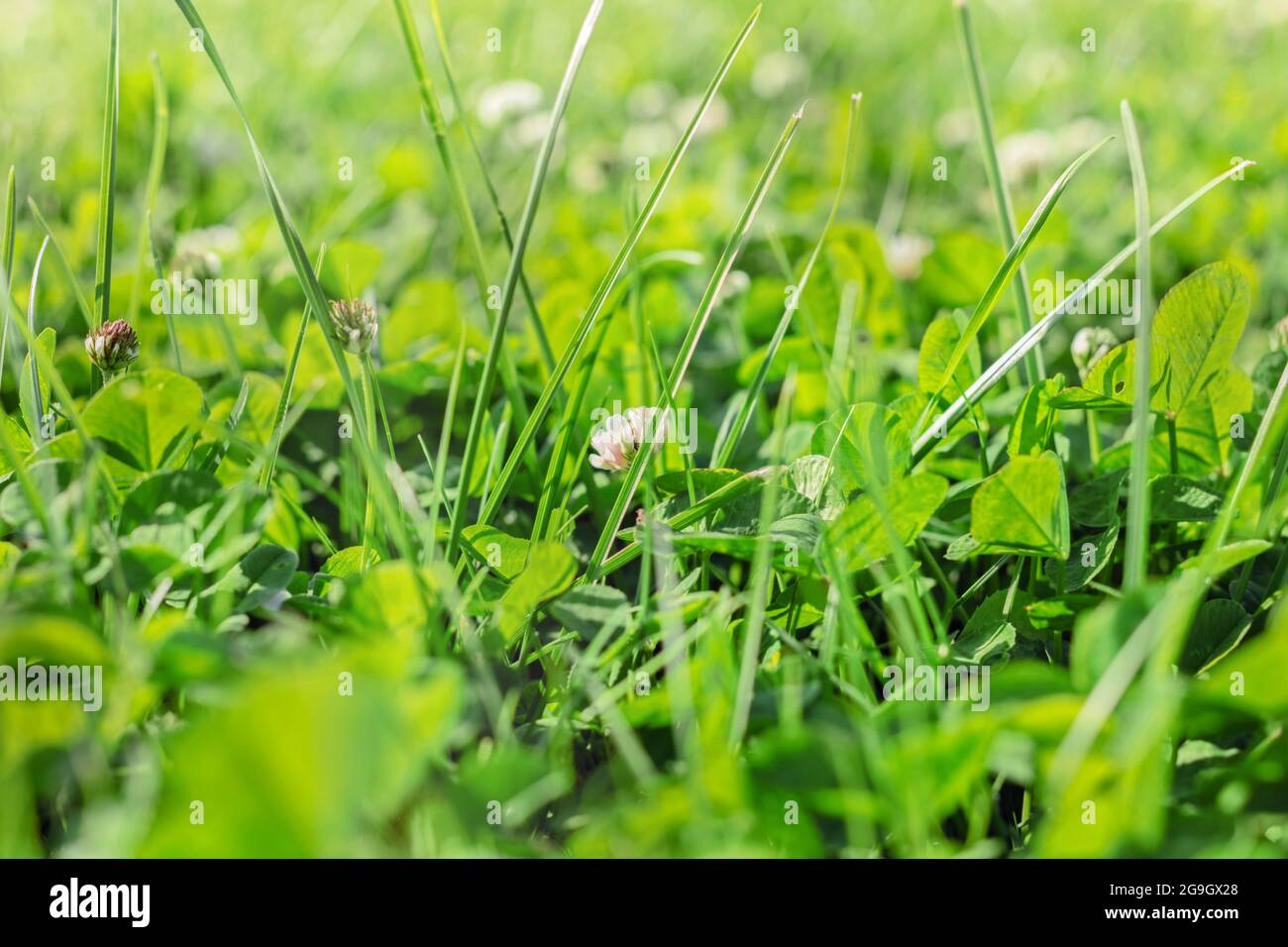 Real charming green grass on large sunny happy relax day Stock Photo