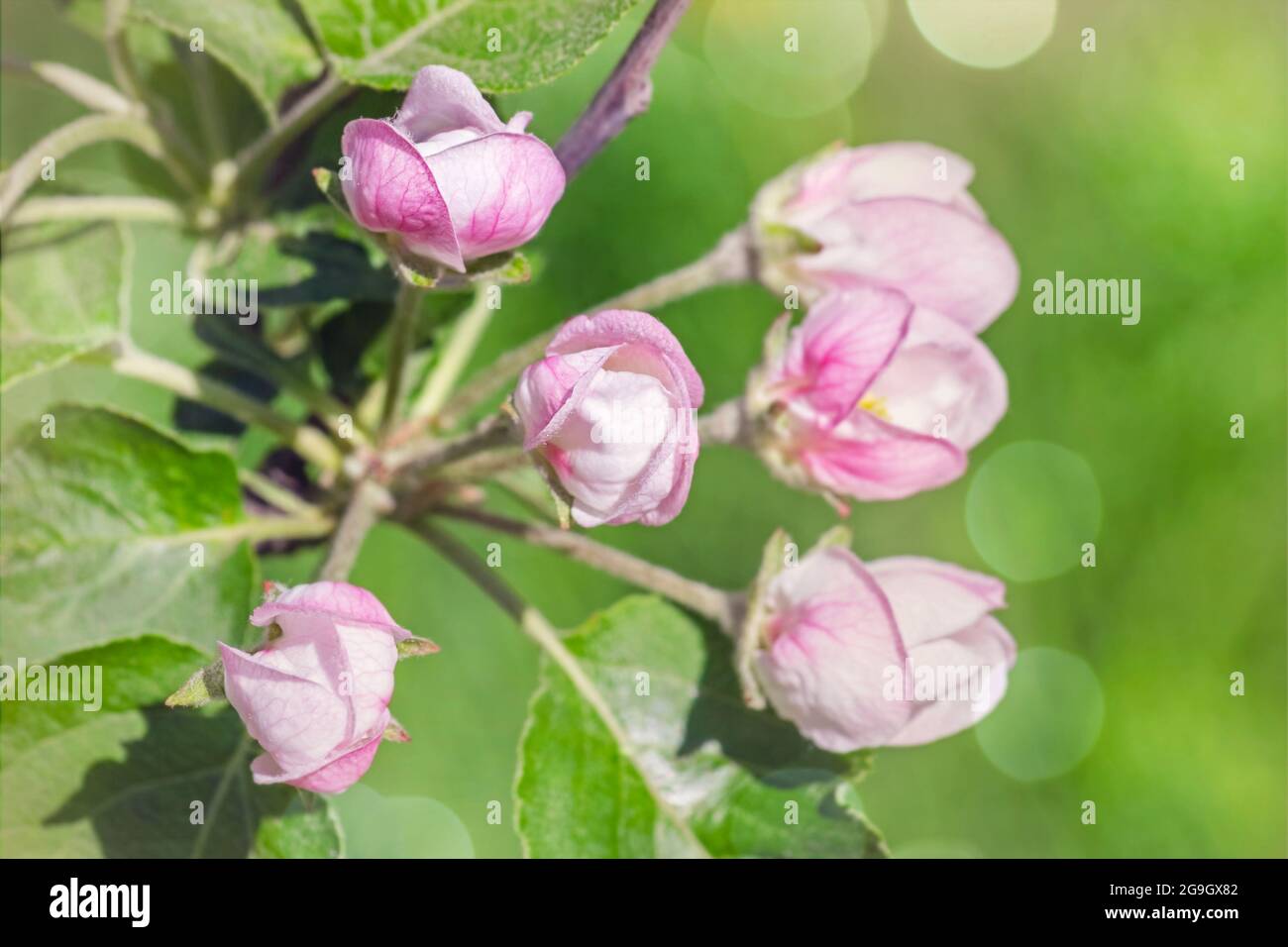 Real pretty pink buds of apple flowers on happy green leaves background Stock Photo