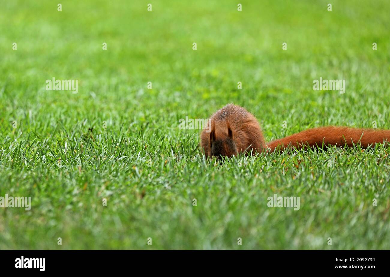 Squirrel sits on a meadow in the grass Stock Photo