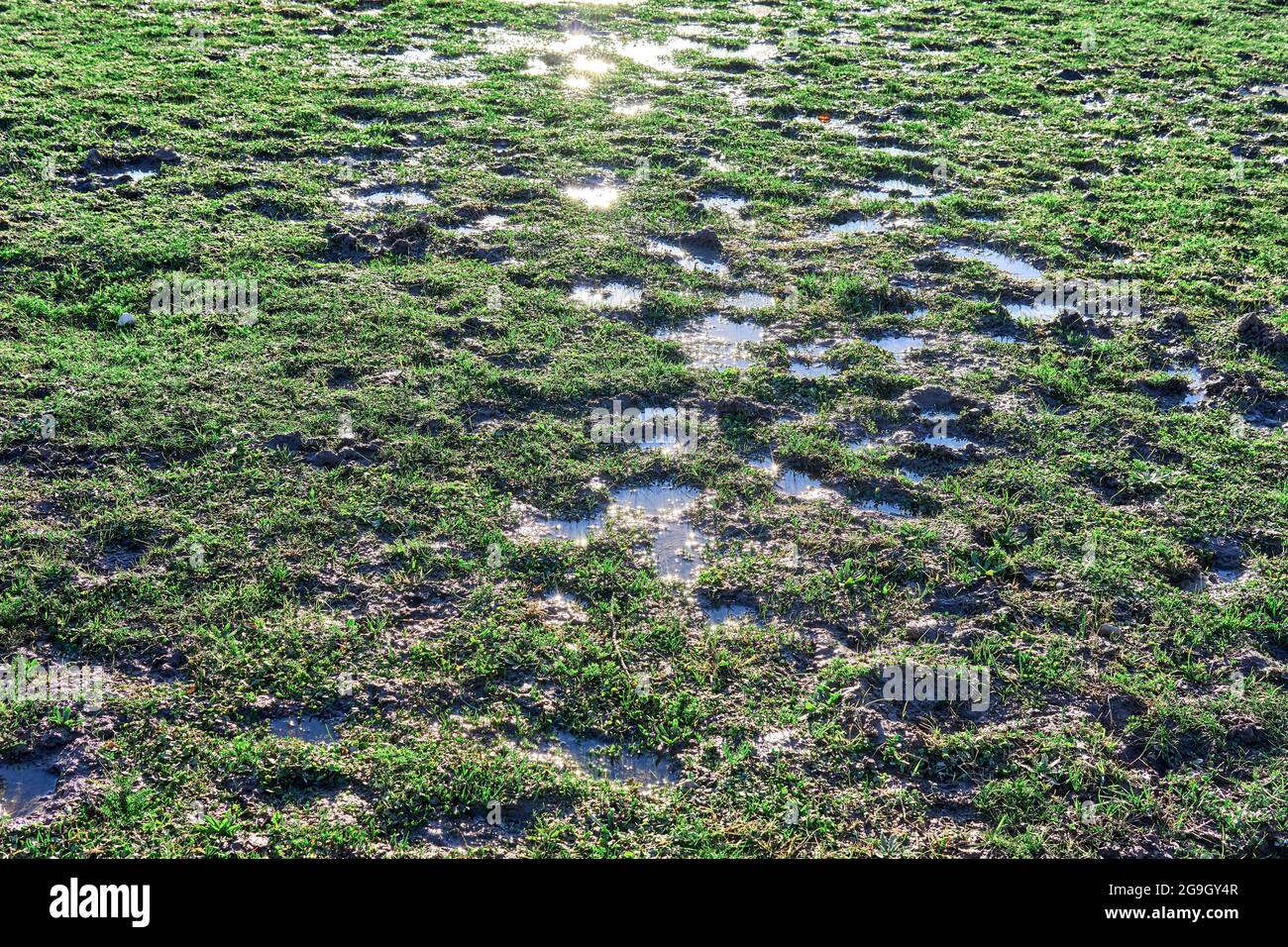Grassy Marshland With Standing Water. swamp in forest area. Meadow, horizontal Stock Photo