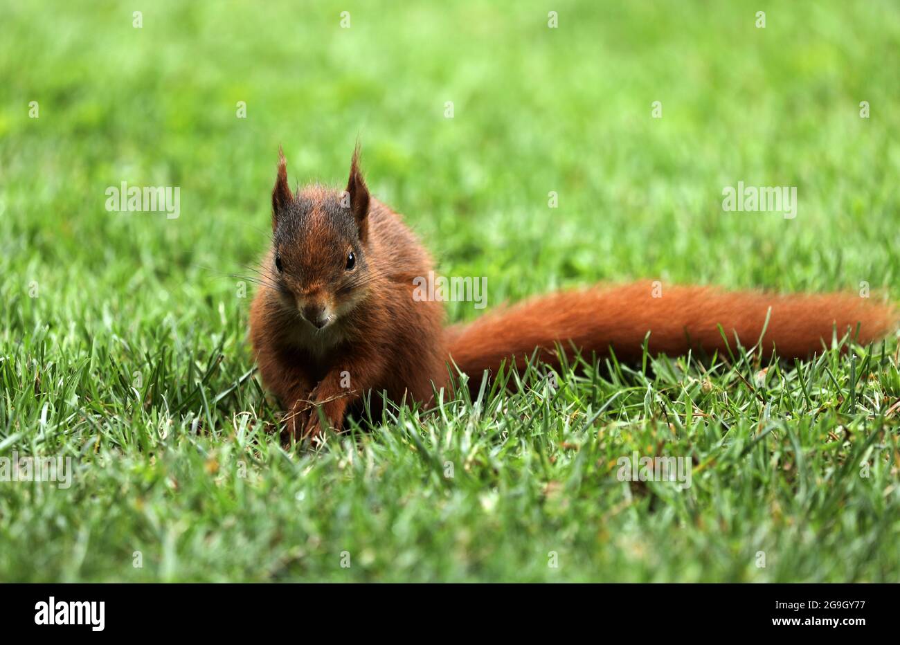 Squirrel sits on a meadow in the grass Stock Photo