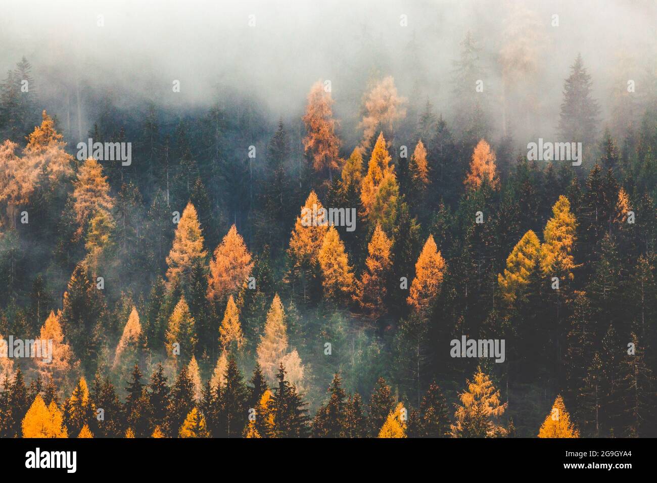 autumn nature background forest in fog Stock Photo - Alamy