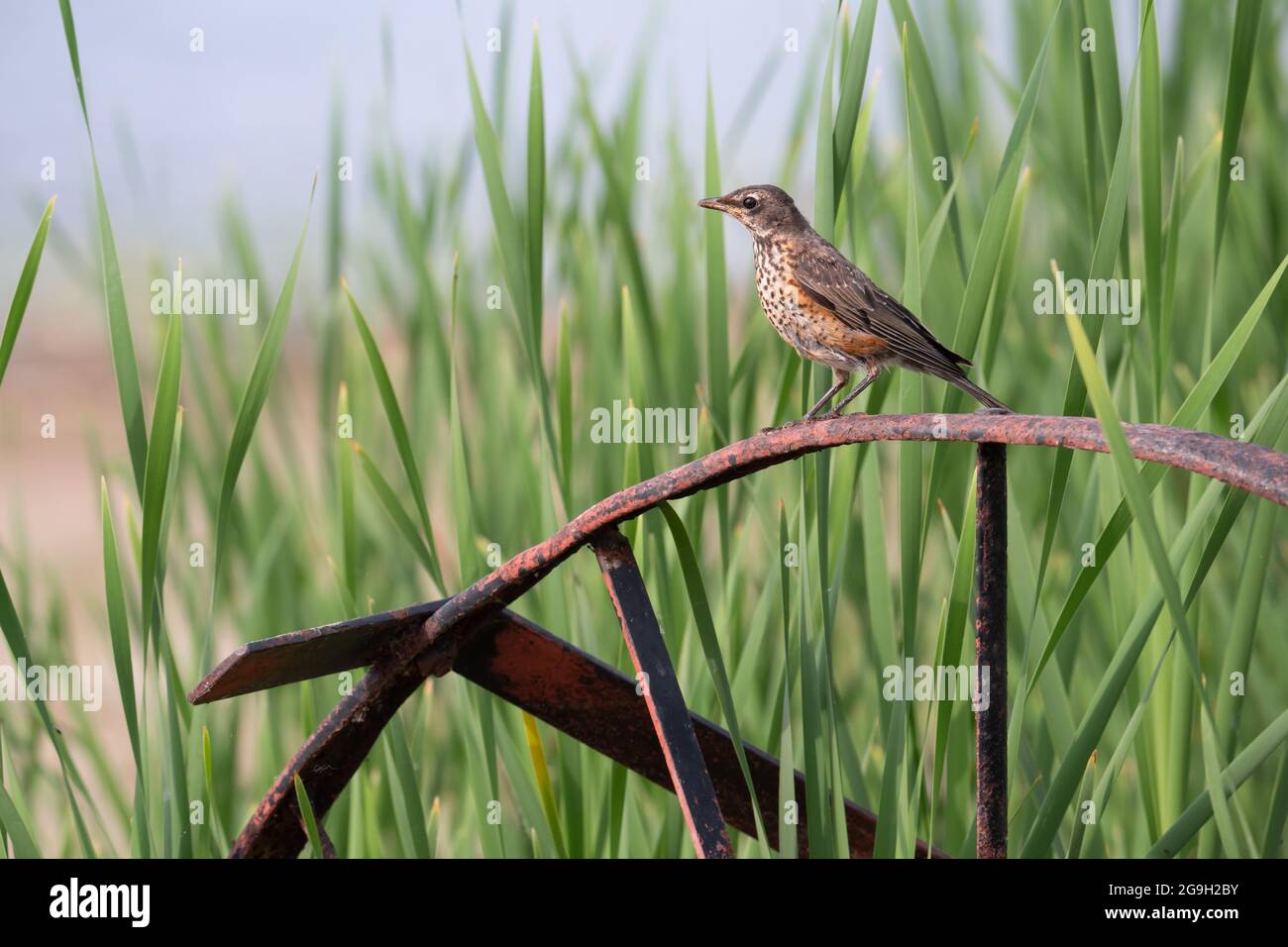 A juvenile American Robin sits on a rusty old wheel at McLaughlin Bay Wildlife Reserve in Oshawa, Ontario. Stock Photo