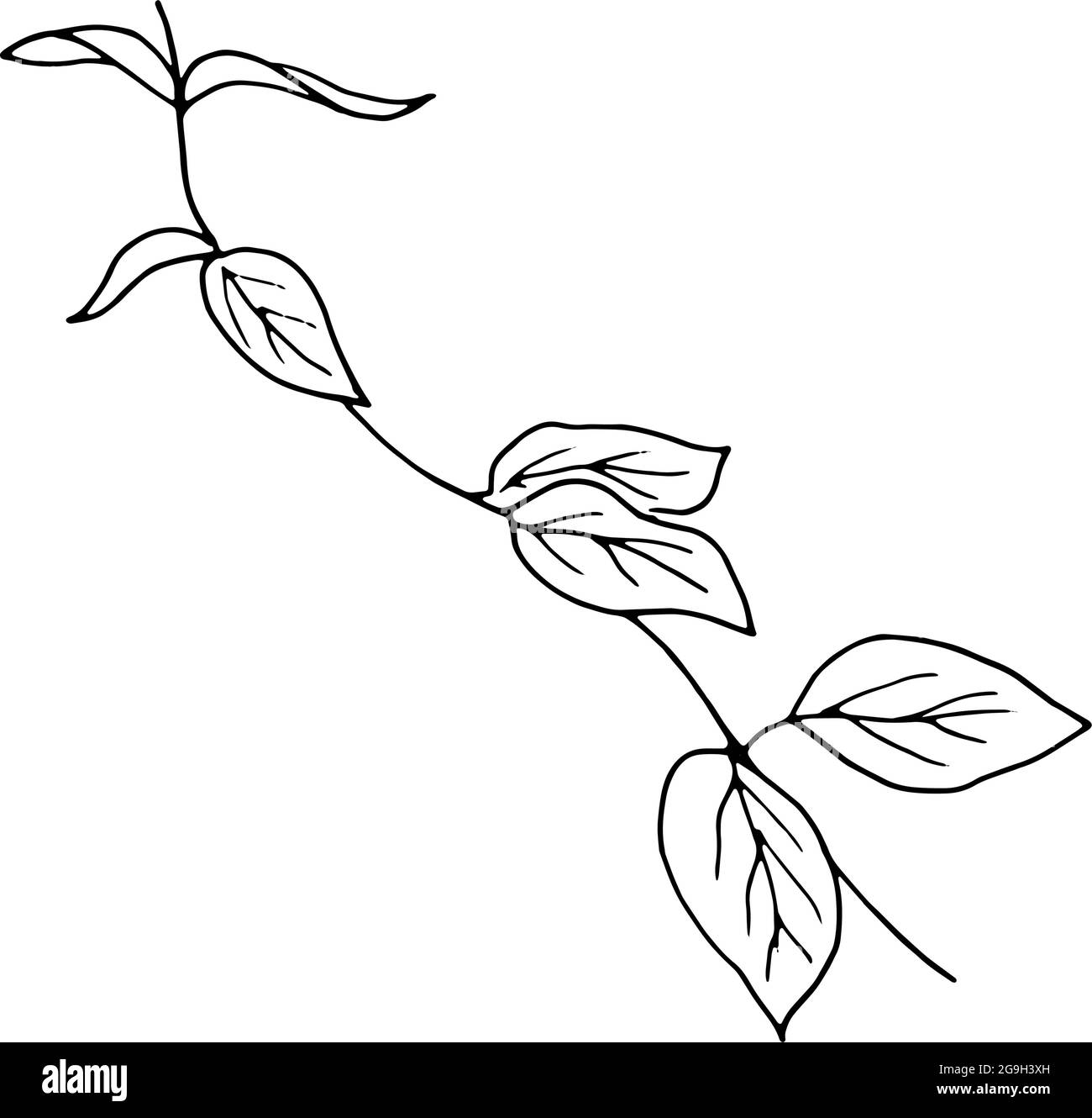 Flower arrangement ikebana Stock Vector Images Alamy