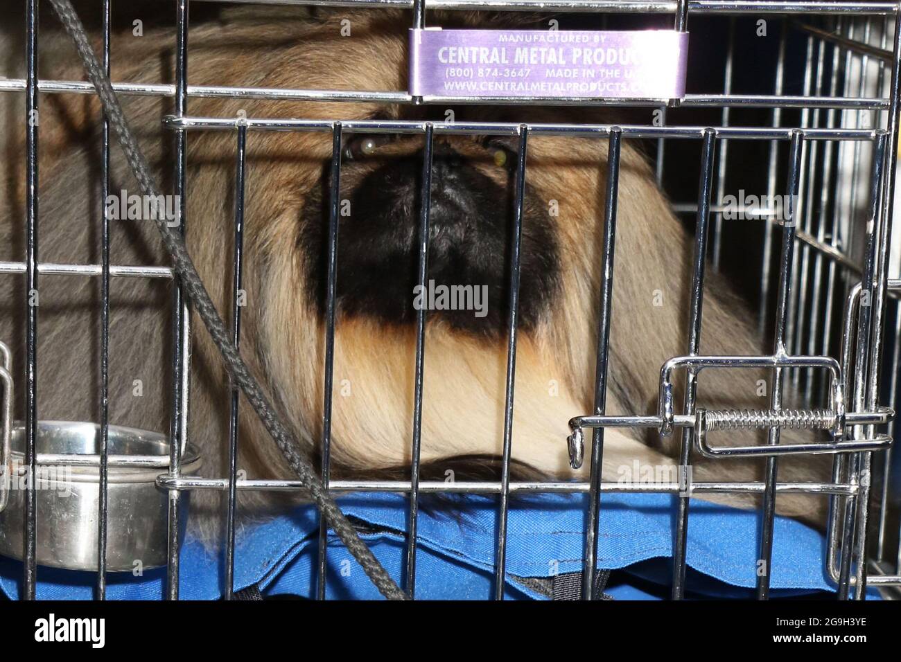 New York NY 20210614 Winner of 2021 Westminster Dog Show Wasabi