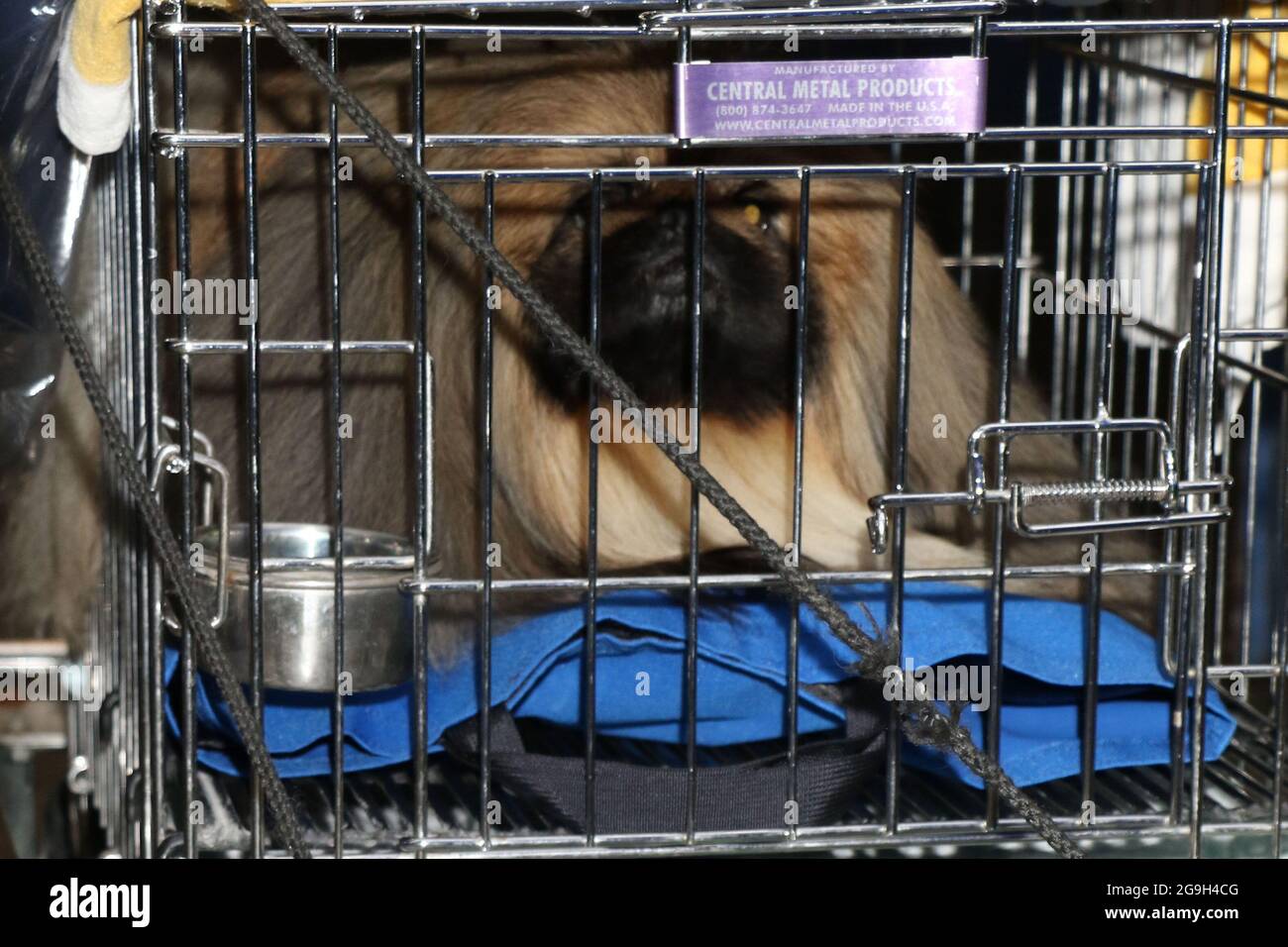 New York - NY - 20210614- Winner of 2021 Westminster Dog Show Wasabi ...