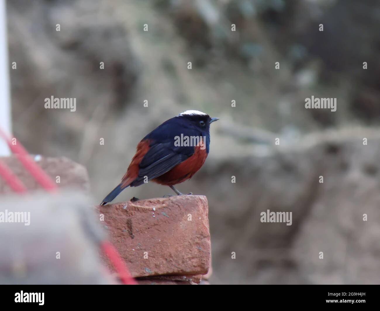Selective focus shot of a redstart Stock Photo - Alamy