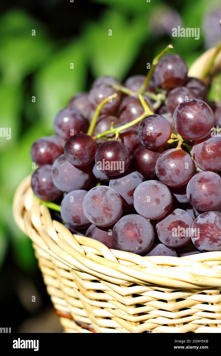 Wine grapes in wicker basket closeup. Red wine grapes with natural