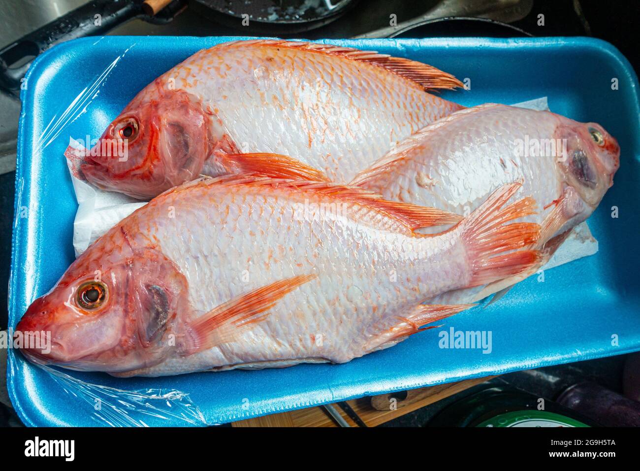 tilapia merah scientific name Donna Chapman