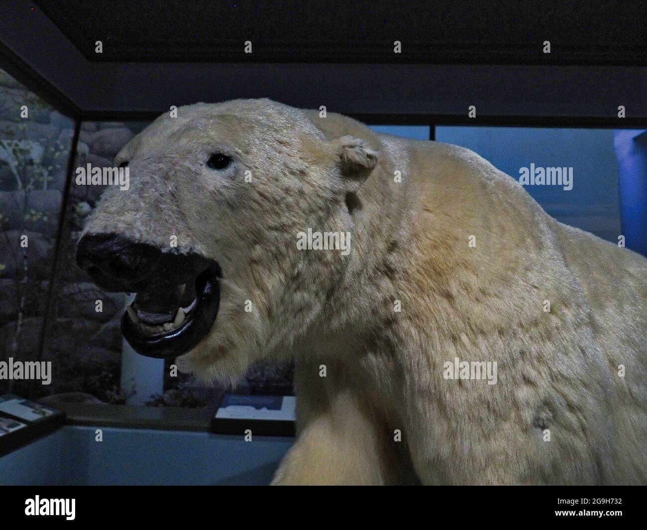 LAWRENCE, UNITED STATES - Jul 10, 2021: A polar bear taxidermy at