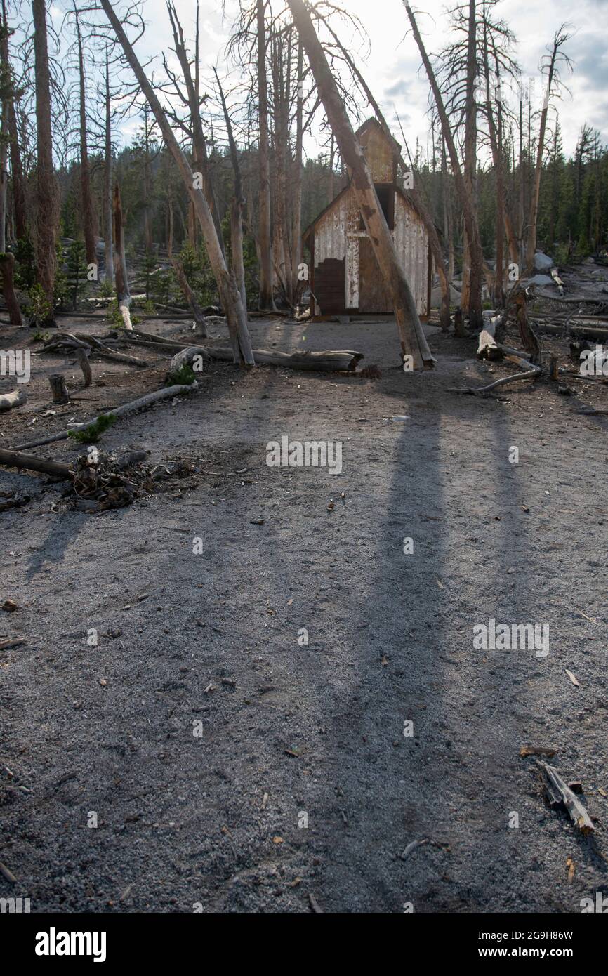 Many dead trees surround Horseshoe Lake in Mono County, CA, USA because