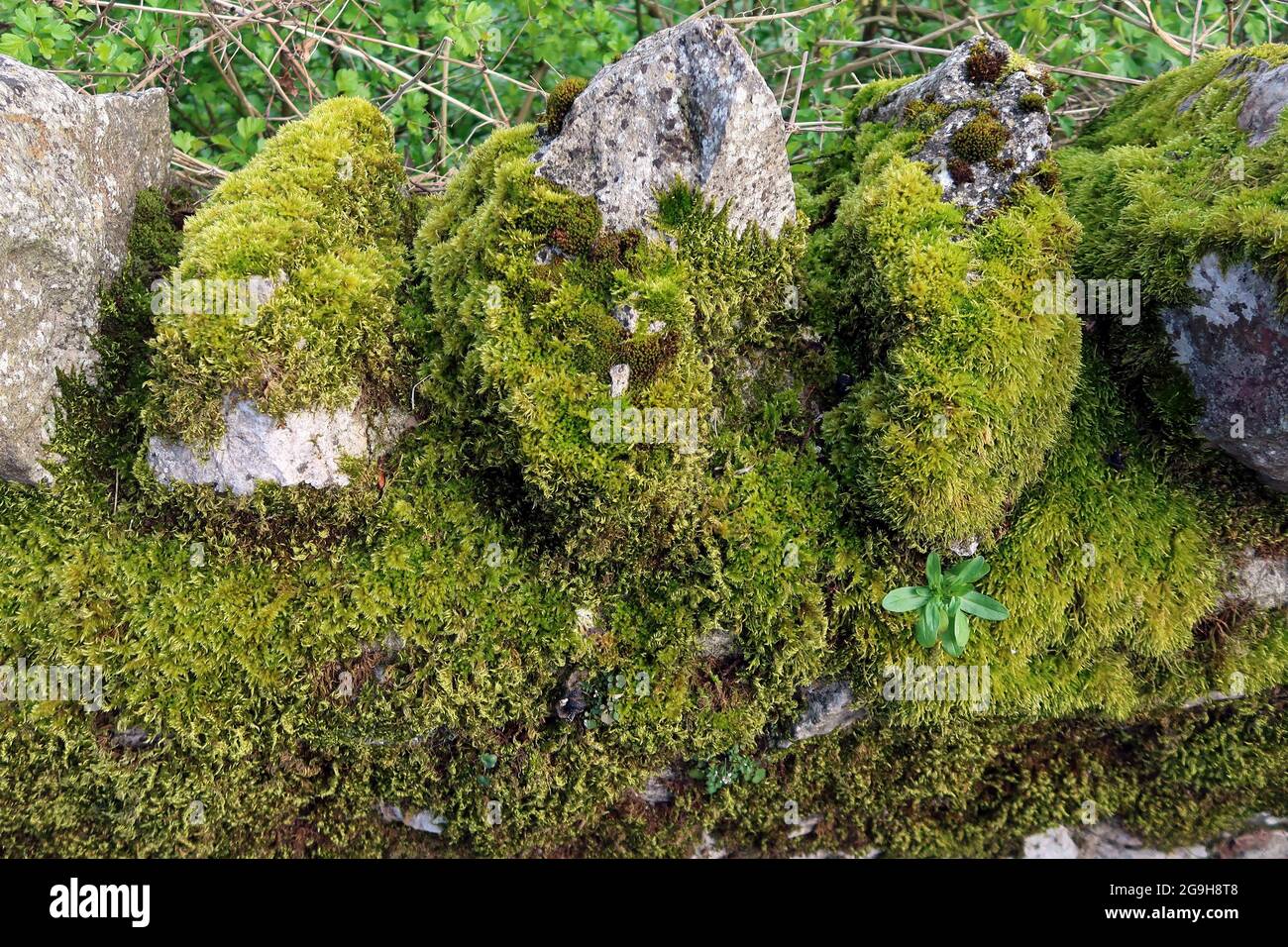 Moss growing on a rough stone wall. Stock Photo
