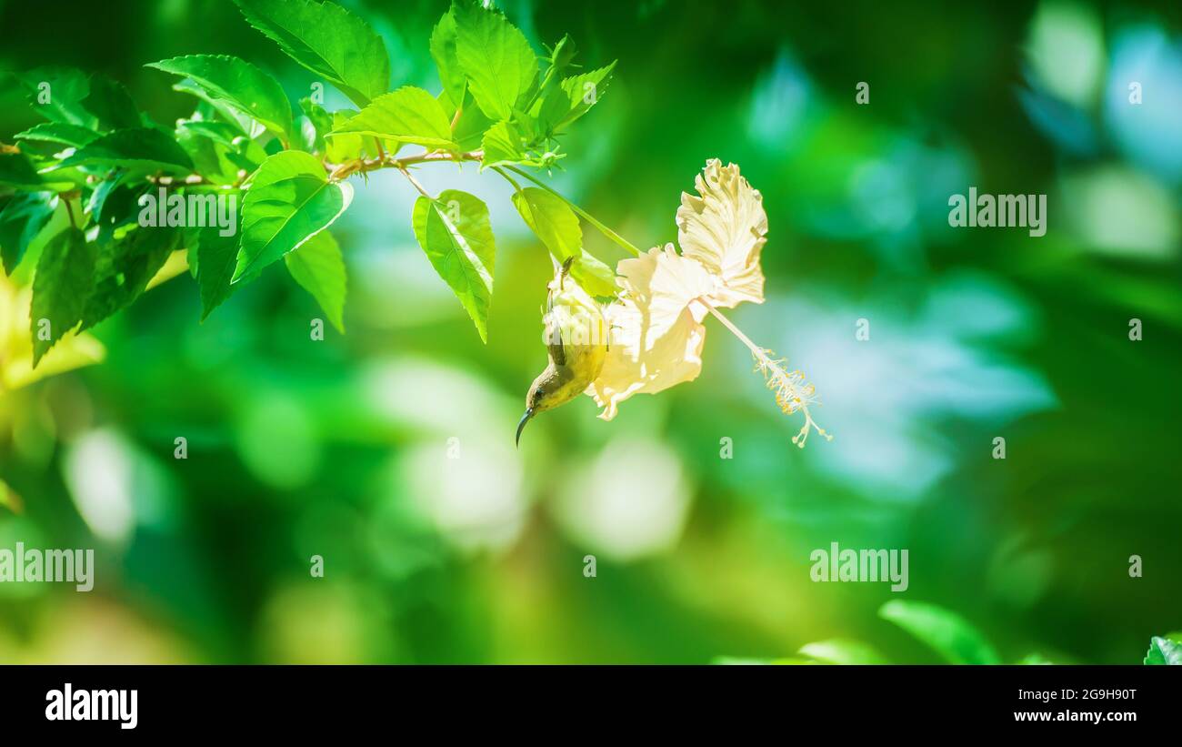 A little Olive-backed sunbird or yellow-bellied sunbird pollinating yellow Hawaiian hibiscus flower at sunrise. Focus on sunbird head. Stock Photo