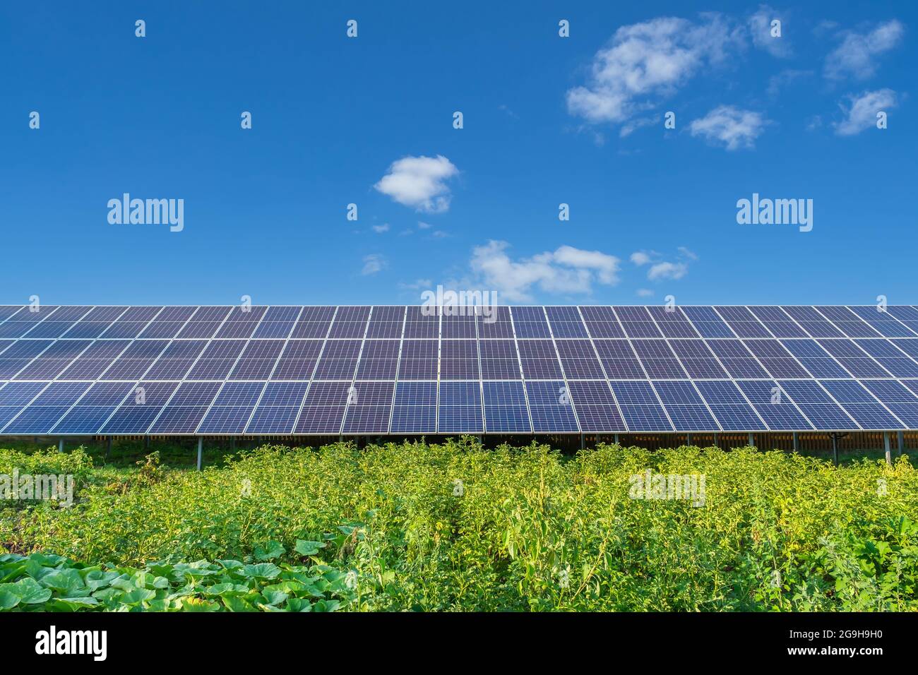 Solar panels on a solar farm under a blue sky in a backyard vegetable garden Stock Photo