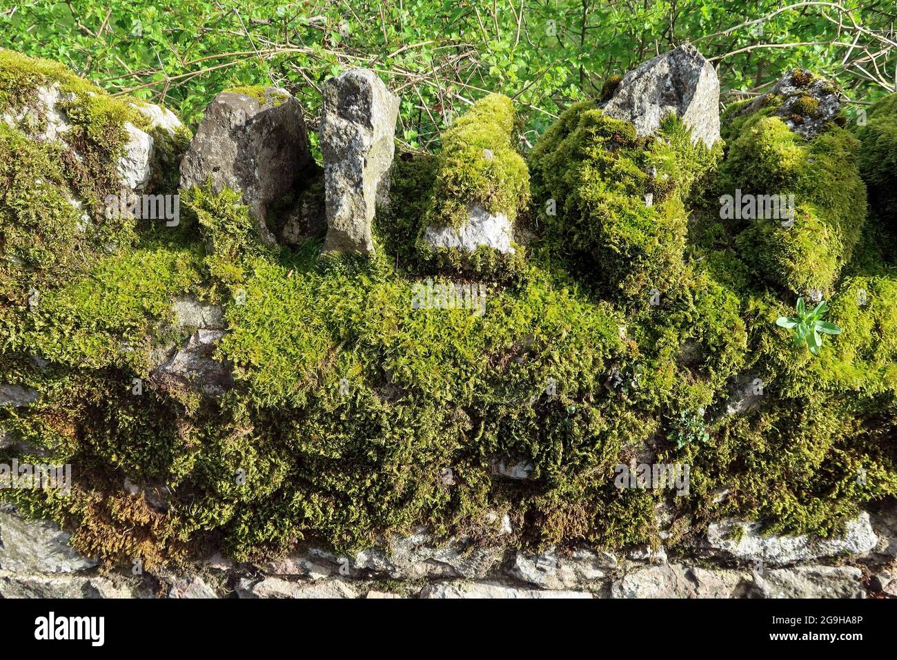 Moss growing on a rough stone wall. Stock Photo