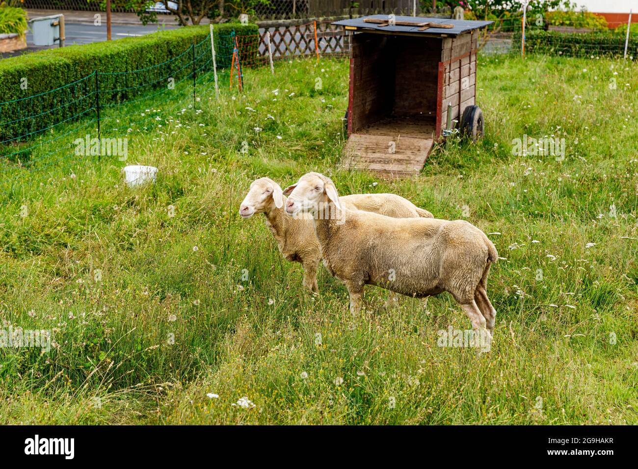 A sheep in the meadow Stock Photo - Alamy