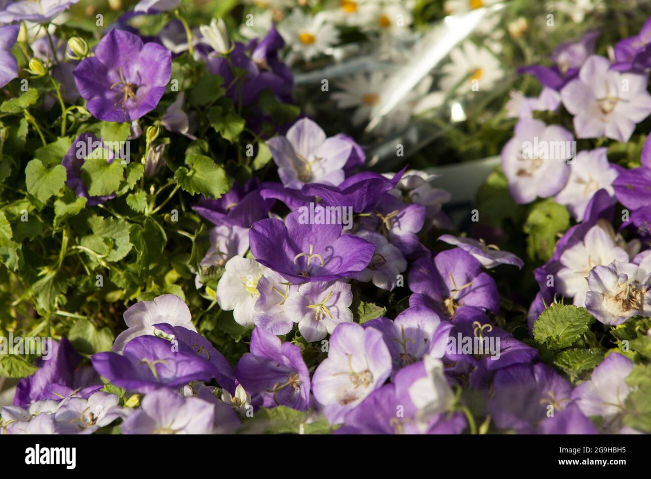 Blue flowers Campanula portenschlagiana 'Get Mee' in garden. Blue