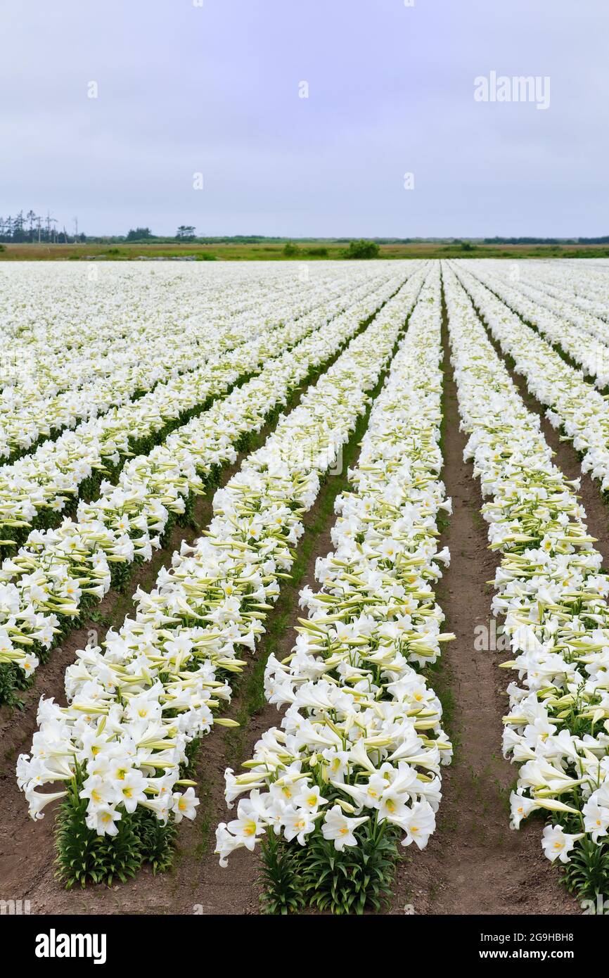 Easter Lilies  'Lilium longiflorum' flowering field, rows of Lillies maturing bulbs, early July. Stock Photo