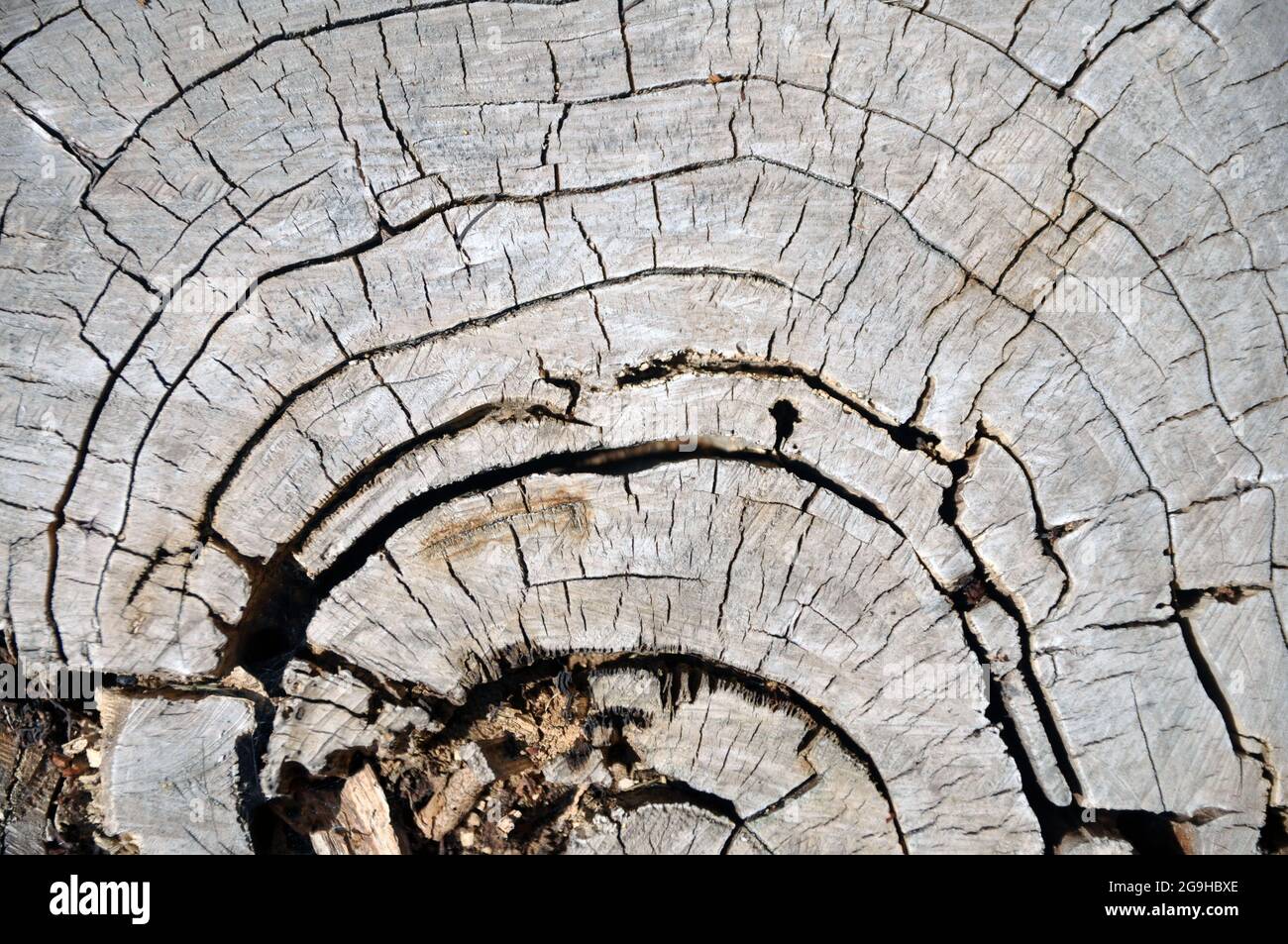 Cross section of an old tree trunk. Growth rings Stock Photo - Alamy