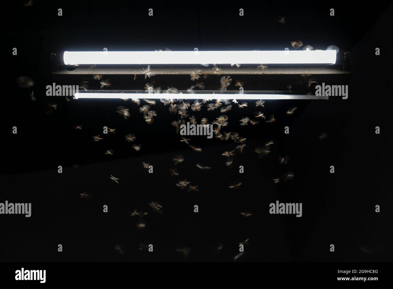 Termites flying around a light at night Stock Photo