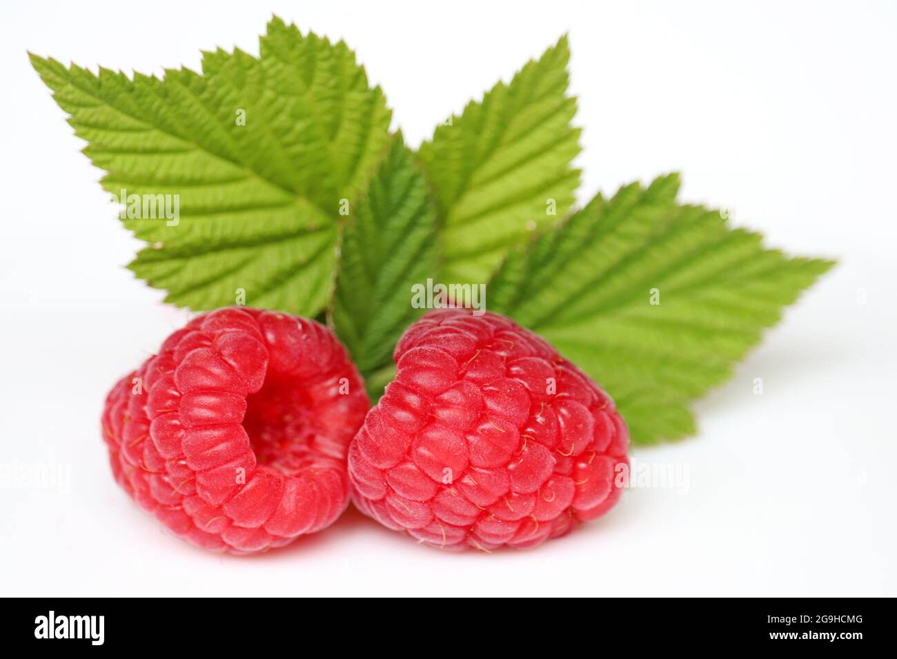 Ripe raspberries with green leaves on white background. Red juicy berries close up, summer crop Stock Photo