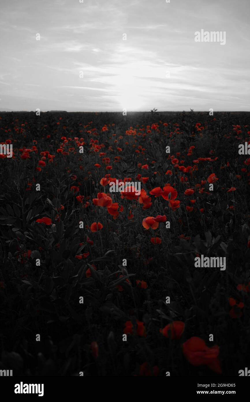 Red poppy field sunset hi-res stock photography and images - Alamy
