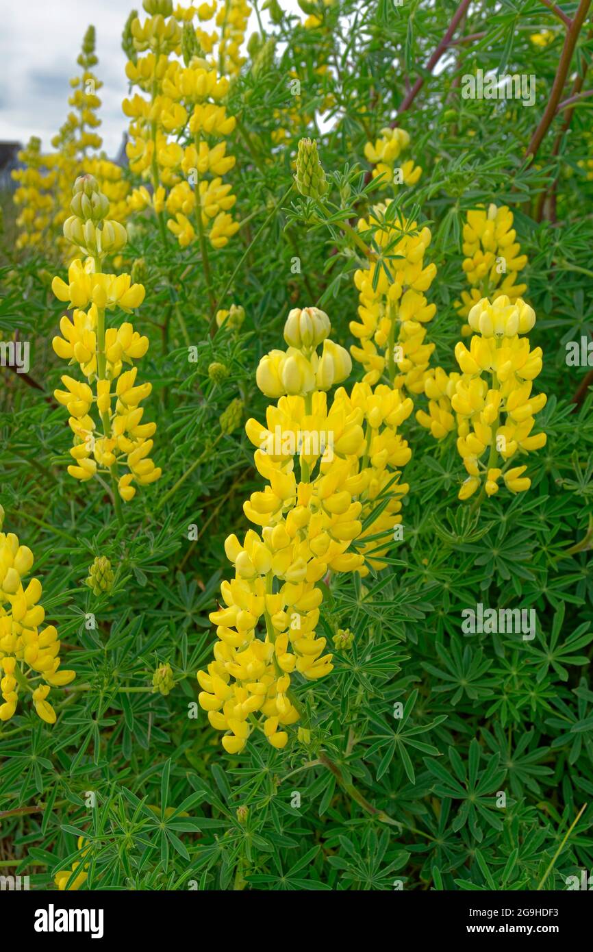 Yellow Tree Lupin, Lupinus arboreus flowers. Stock Photo