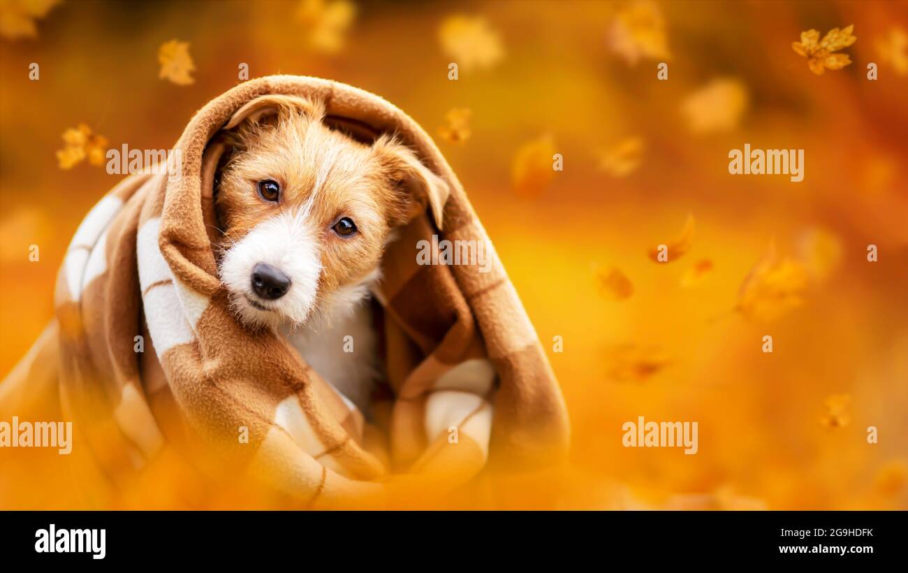 Cute happy pet dog puppy listening from a blanket with leaves. Orange golden autumn fall banner. Stock Photo