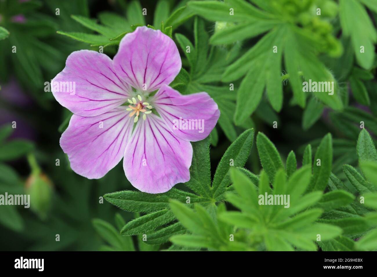 Pink bloody cranesbill, Geranium sanguineum variety Canon Miles, flower close up with a background of blurred leaves. Stock Photo