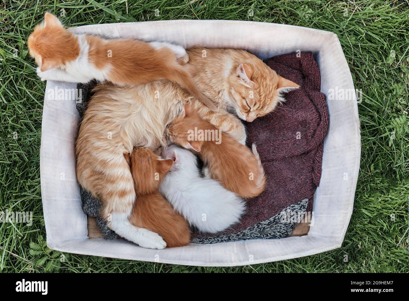 Cat feeding kittens Stock Photo Alamy