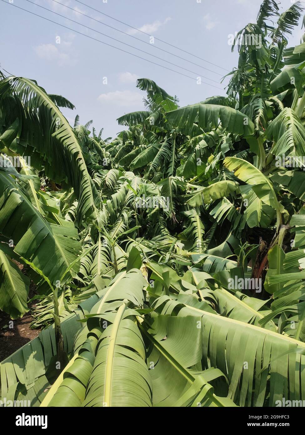 Banana plantation damaged by typhoon in India Stock Photo