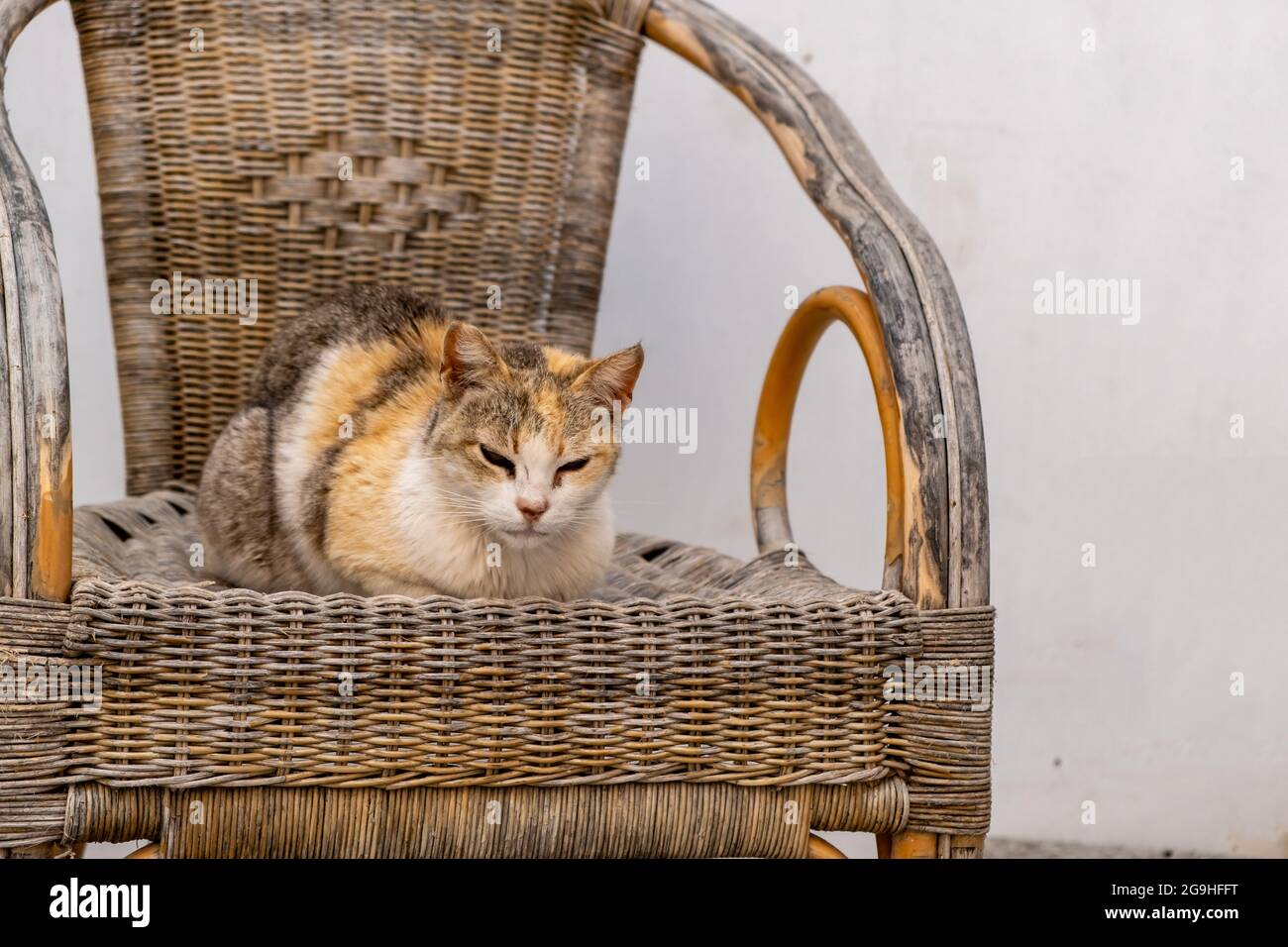 Cat on the throne hi-res stock photography and images - Alamy