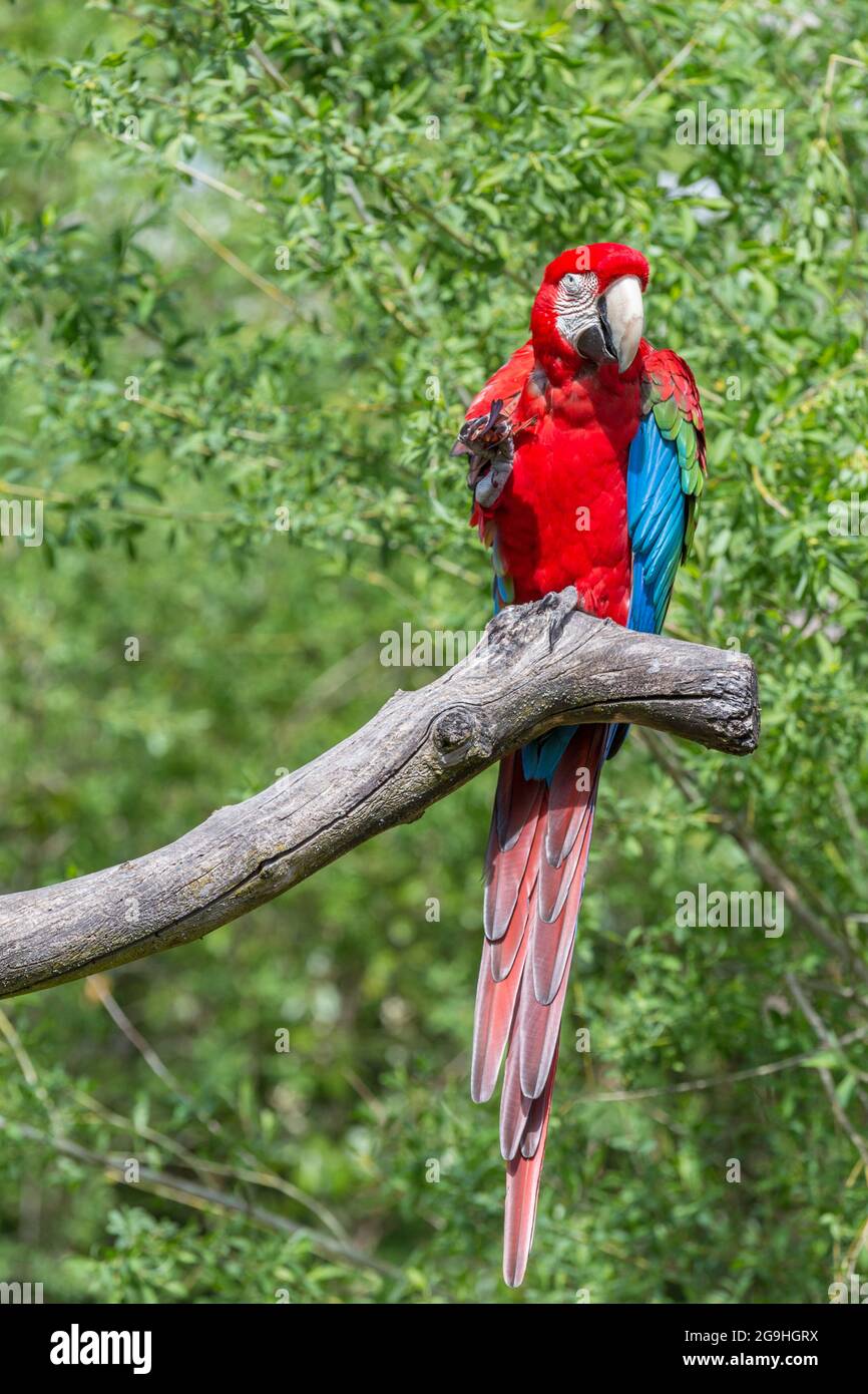 Parrot on the tree, Zurich Zoo Stock Photo