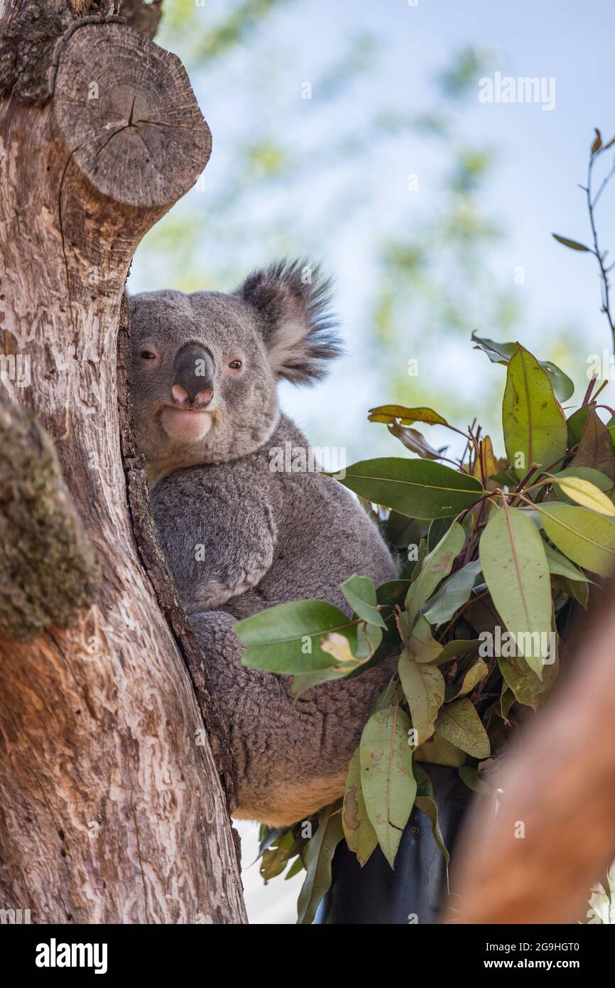 Koala on the tree, Zurich Zoo Stock Photo