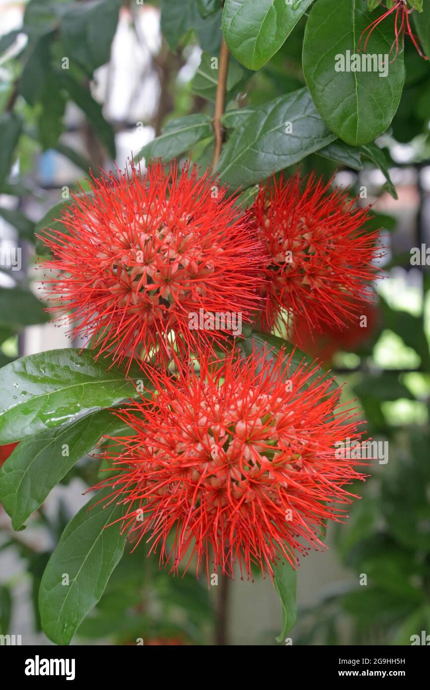 Three red spiky tropical flowers Stock Photo