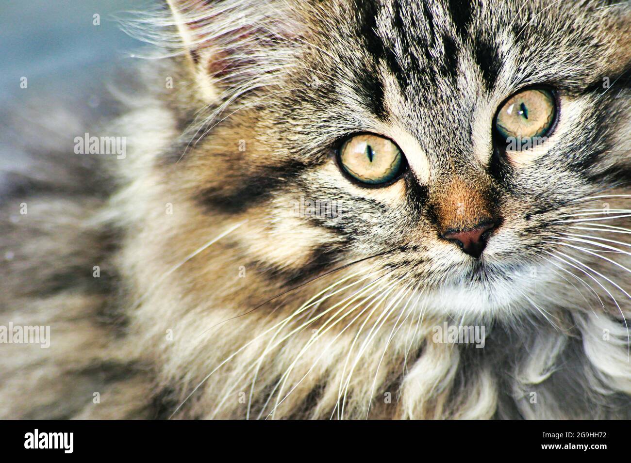 A close up of a cat looking at the camera Stock Photo - Alamy