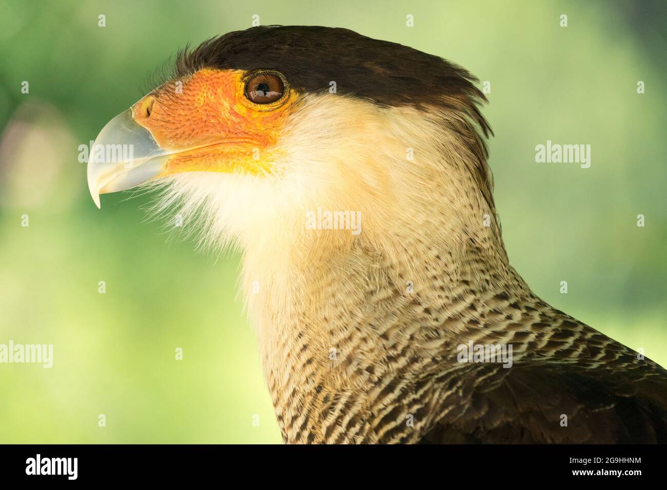 Crested caracara cheriway Caracara plancus side view bird adult Stock ...