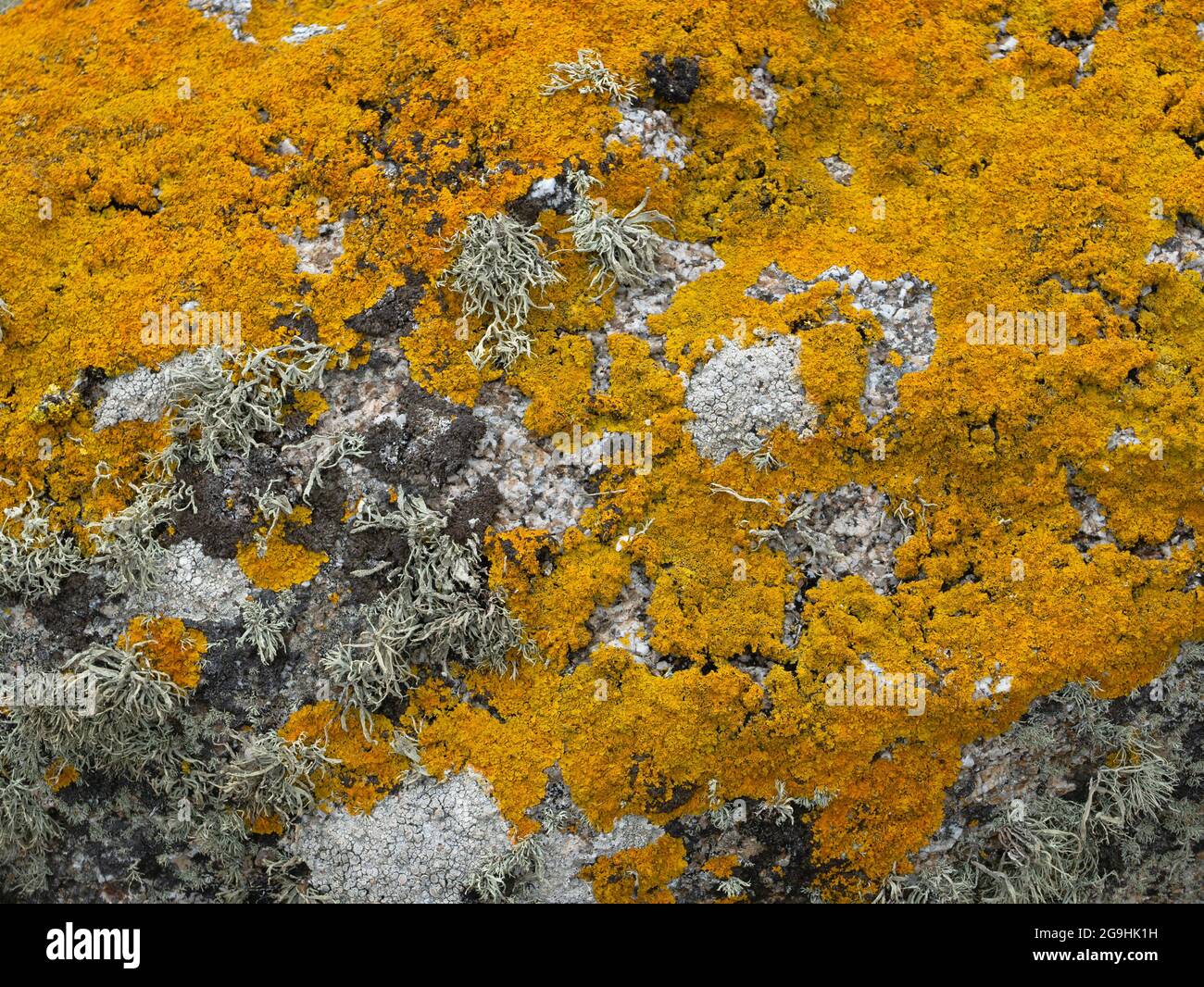 Common orange lichen, (Xanthoria parietina) St Agnes, Isles of Scilly, Cornwall, England, UK. Stock Photo