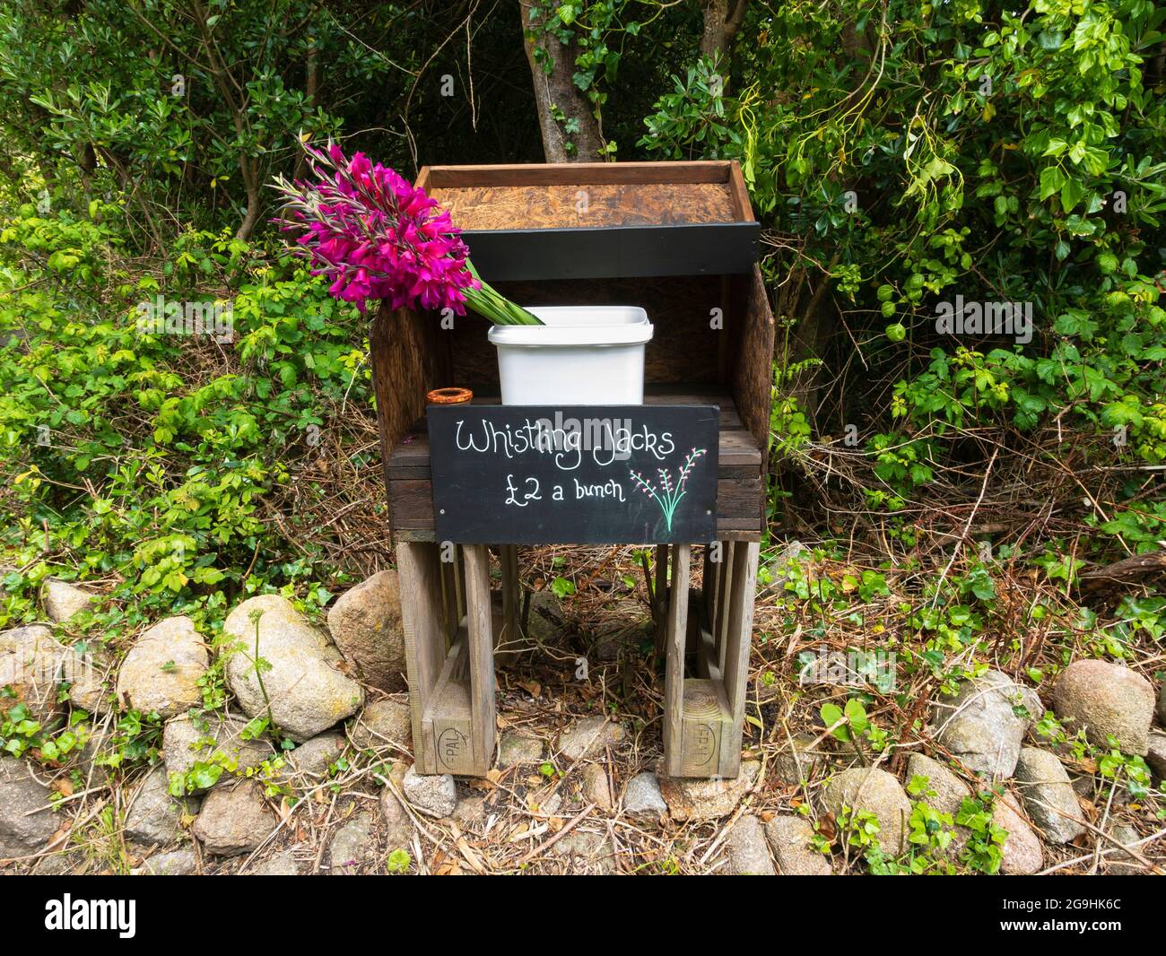 Whistling Jack gladioli for sale, St Agnes, Isles of Scilly, Cornwall, England, UK. Stock Photo