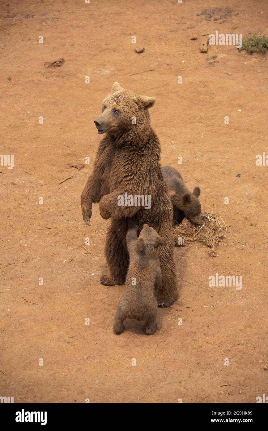 Mama Bear walking with her cubs Stock Photo Alamy