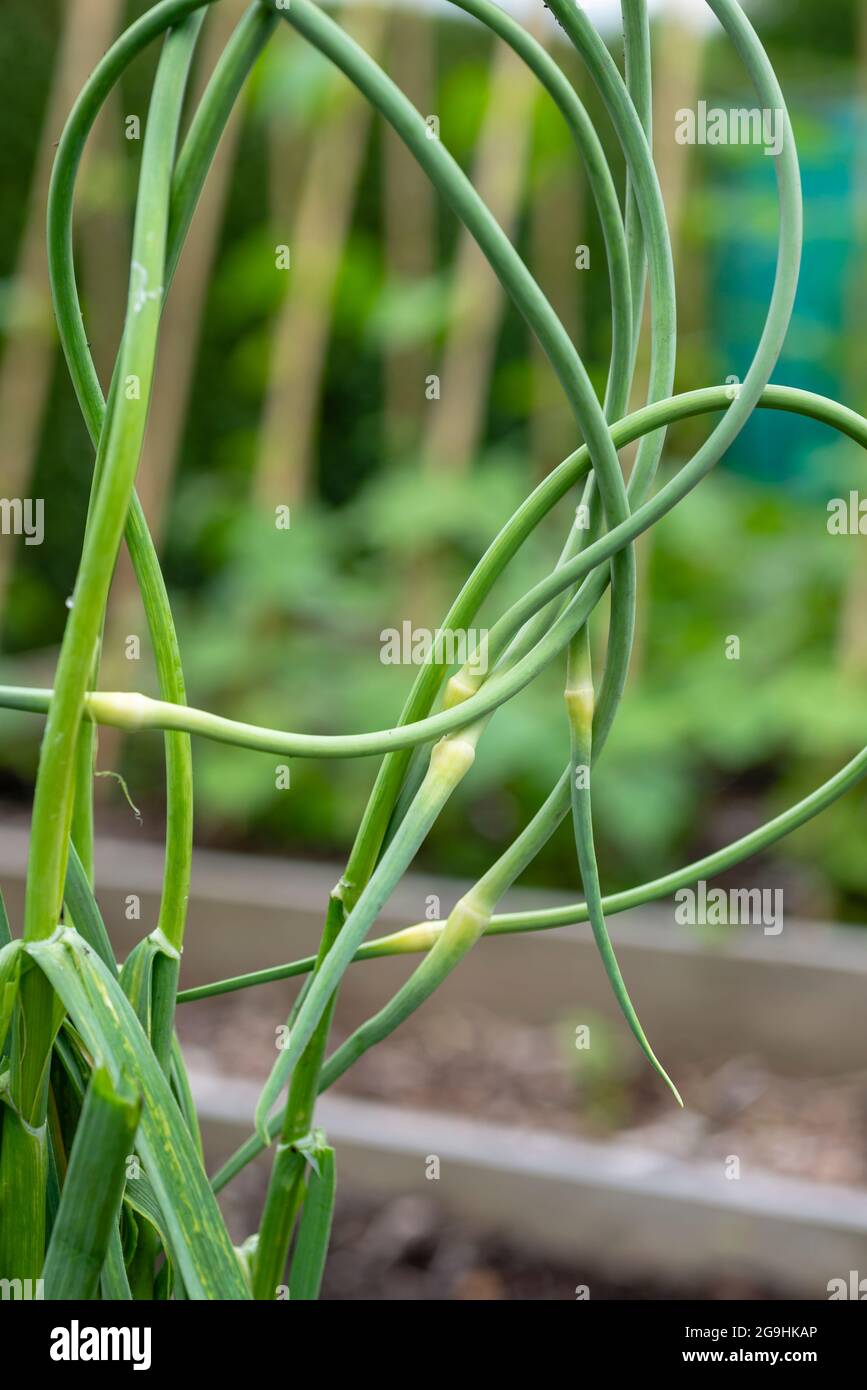freshly-harvested-garlic-scapes-from-hardneck-garlic-england-uk-stock