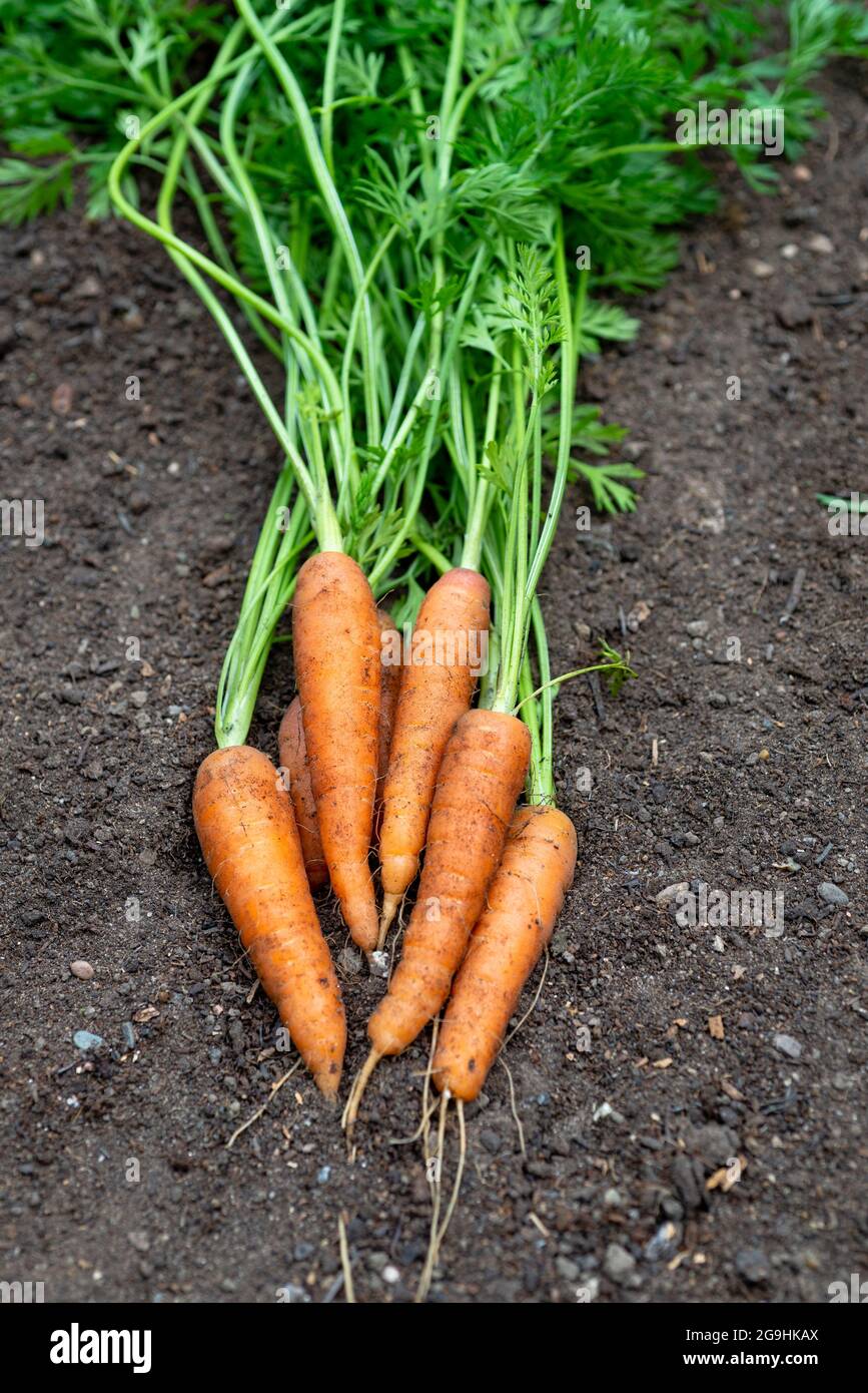 Carrots 'Resistafly' freshly harvested from a vegetable plot.  England, UK. Stock Photo
